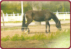 Centre Équestre de Saint Cast